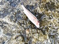 Барабульная раздача: около трёх десятков, а у поверхности — загадочный «прыгун»