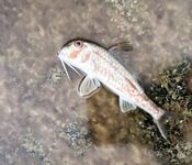 Барабульная раздача: около трёх десятков, а у поверхности — загадочный «прыгун»