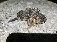 ЮБК, Кацивели — лунное окно: 4 каменных окуня, скорпены и горбыль ~0,5 кг