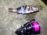 ЮБК, Кацивели — лунное окно: 4 каменных окуня, скорпены и горбыль ~0,5 кг