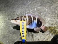 ЮБК, Кацивели — лунное окно: 4 каменных окуня, скорпены и горбыль ~0,5 кг