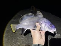 ЮБК, Кацивели — лунное окно: 4 каменных окуня, скорпены и горбыль ~0,5 кг