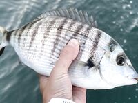 Старое фото-трофей: оцените на глаз — на ноге 43 размера