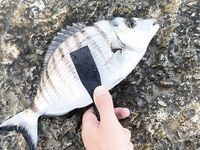 Старое фото-трофей: оцените на глаз — на ноге 43 размера