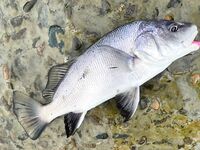 Старое фото-трофей: оцените на глаз — на ноге 43 размера