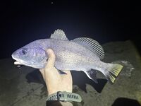 ЮБК, Понизовка — вечер: два горбыля (670 г лучший), остальное — фон