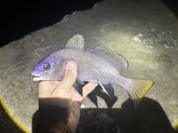 ЮБК, Понизовка — вечер: два горбыля (670 г лучший), остальное — фон