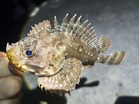 ЮБК, Понизовка — вечер: два горбыля (670 г лучший), остальное — фон