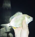 Небуг — практически онлайн: поклёвывает стабильно, точки держат