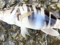 Вечер на волнорезе: окунь доминировал, по вечерам хуже, чем утром