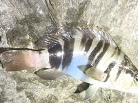 Вечер на волнорезе: окунь доминировал, по вечерам хуже, чем утром