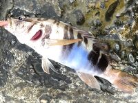 Вечер на волнорезе: окунь доминировал, по вечерам хуже, чем утром