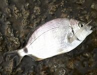 Вечер на волнорезе: окунь доминировал, по вечерам хуже, чем утром