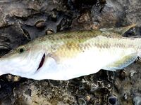 Вечер на волнорезе: окунь доминировал, по вечерам хуже, чем утром