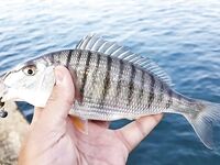 Мармир и полосатый карась: как различить по пятну у хвоста и корпусу