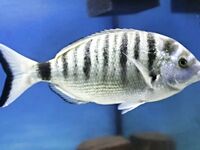 Мармир и полосатый карась: как различить по пятну у хвоста и корпусу