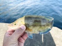 ЮБК, Понизовка — вечерняя с 17 до 22: уха из скорпены в планах