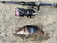 ЮБК, Понизовка — вечерняя с 17 до 22: уха из скорпены в планах