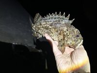 ЮБК, Понизовка — вечерняя с 17 до 22: уха из скорпены в планах