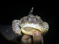 ЮБК, Понизовка — вечерняя с 17 до 22: уха из скорпены в планах