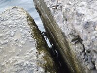 Севастополь и поблизости: штормило, самодур по ставриде слабый, джиг — скорпена