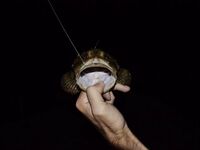 Севастополь и поблизости: штормило, самодур по ставриде слабый, джиг — скорпена