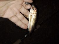 Севастополь и поблизости: штормило, самодур по ставриде слабый, джиг — скорпена