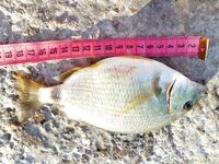 Добрый вечер, Ялта: серия пустых вечеров, карась мелкий, горбыля не видно