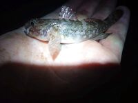 Сочи — проверка луфаря и саргана: пока мелочь, удовольствие на месте