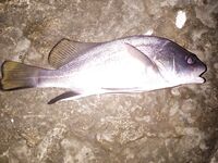 Сочи — проверка луфаря и саргана: пока мелочь, удовольствие на месте