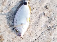 Большой Утриш — бомбарда в работе: переезд, проверка свалов