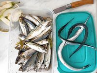 Туапсе — отпускной микс: ночная ставрида мелковата, утром пилькер и сарган