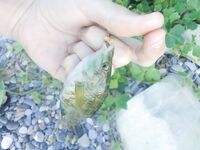 Вечер и утро по карасю: сухой червь на отводной, размеры «пол-ладони»