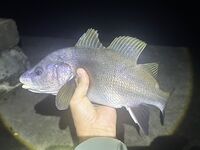 Крым, ЮБК — рекордный горбыль 735 г и ночные стаи саргана у берега