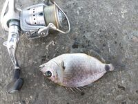 Имеретинка — проверка хищника: мелкий луфарь, ставрида с бомбарды, карась с тирольки