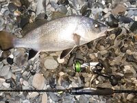 Горбыль на кило и покусанные приманки: ласкирь шалил, но цель достигнута