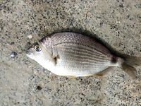 Утренний «контрабандист»: луфарик отметился и ушёл по расписанию