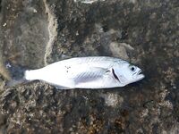 Утренний «контрабандист»: луфарик отметился и ушёл по расписанию