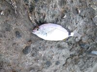 Сочи — сарган на выбросе, затем тиролька по карасю и барабуле