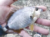 Сочи — сарган на выбросе, затем тиролька по карасю и барабуле