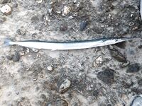 Сочи — сарган на выбросе, затем тиролька по карасю и барабуле