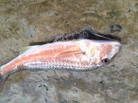 Сочи — сарган на выбросе, затем тиролька по карасю и барабуле