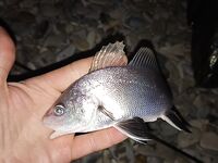 Дивноморское после шторма: ставридка мелкая, горбылик под конец — отпущен