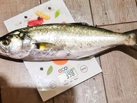 Ялта, ночной микс: один луфарь под 23:00 и редкая ставридка на бубышку