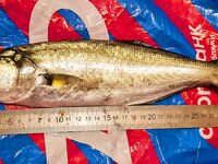 Ялта, ночной микс: один луфарь под 23:00 и редкая ставридка на бубышку