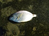 Мутная вода и качка: отводной кормит карася, сарган и пилькеры — мимо