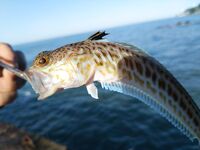 Мутная вода и качка: отводной кормит карася, сарган и пилькеры — мимо