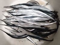 Сарган капризничал — курица, нереис, красный червь, пилькеры молчат