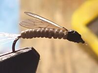 После штормов и дождей — пауза перед морской рыбалкой на саргана