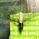 После штормов и дождей — пауза перед морской рыбалкой на саргана